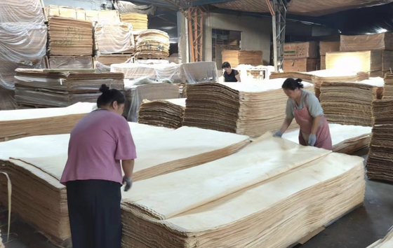 0.25-0.5mm Veneer russo di betulla rotativo in legno 1270x2500mm