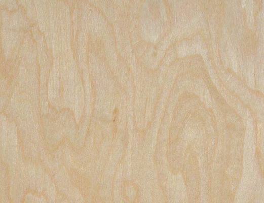 Radici di albero d'acero Veneers ingegnerizzati 2,5m lunghezza × 64cm larghezza